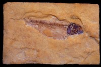 藏品(魚化石(模))的圖片